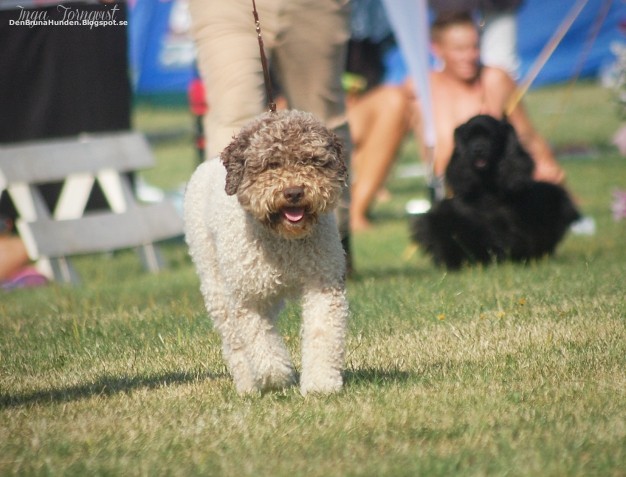 Lagotto romagnolo o kręconej, brązowej sierści