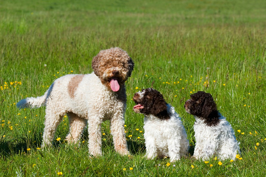 Rasa psów na L - Lagotto romagnolo Rasy psów na L Lagotto romagnolo