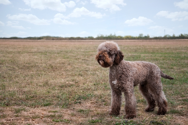 Lagotto romagnolo podczas szkolenia