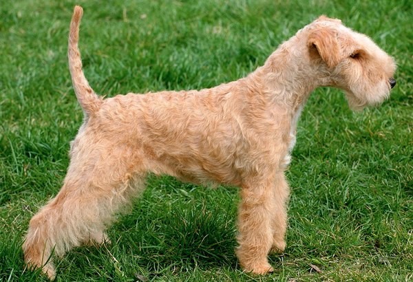 Pies lakeland terrier