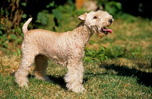 Lakeland terrier