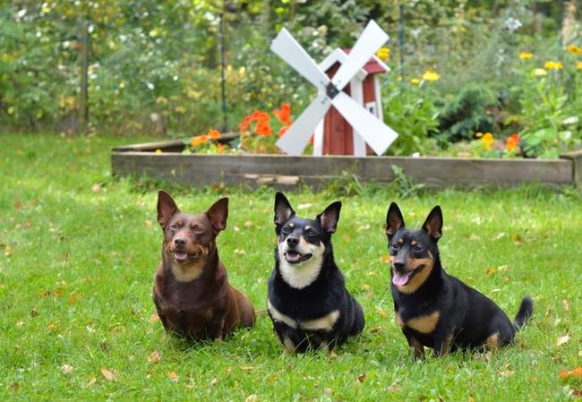 Psy potrzebujace dużo ruchu Lancashire heeler