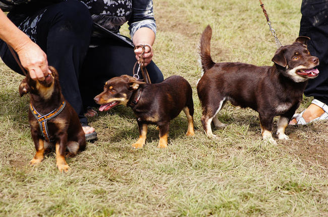 Psy rasy Lancashire heeler