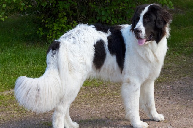 Landseer rasa psa stojący na trawie