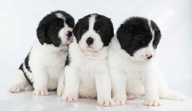 dla kogo landseer pies