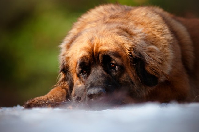 śpiący leonberger charakter leonbergera przypomina owieczkę