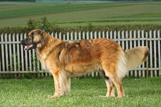 Rasa psa Leonberger Rasa Leonberger