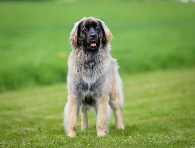 leonberger charakter leonbergera - posłuszny