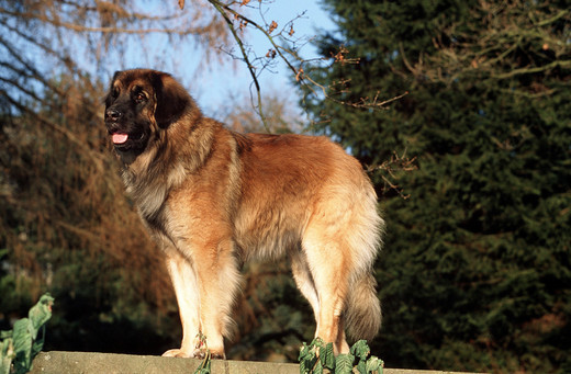 Leonberger Rasa psa Leonberger