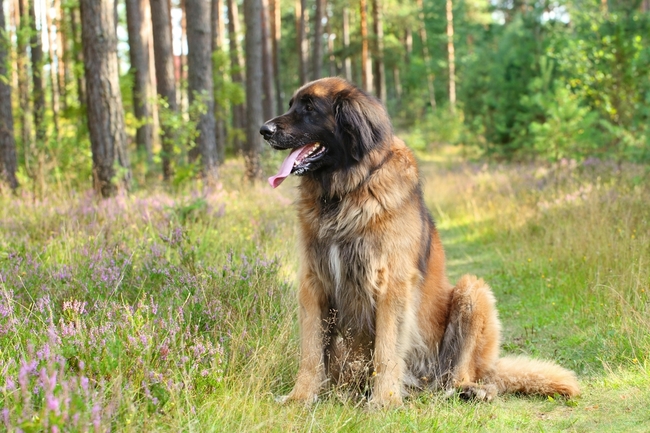 Pies rasy Leonberger Leonberger siedzący w lesie