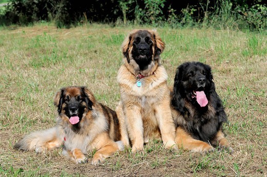 psy leonberger leonbergery charakter