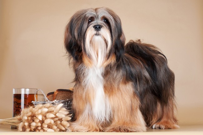 Suczka lhasa apso