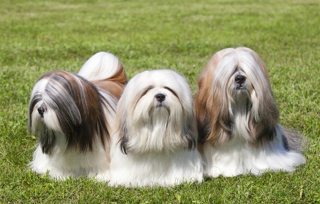 Trzy psy rasy lhasa apso