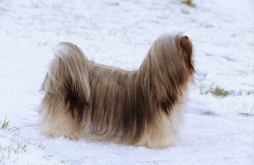 Lhasa apso w długiej, prostej szacie