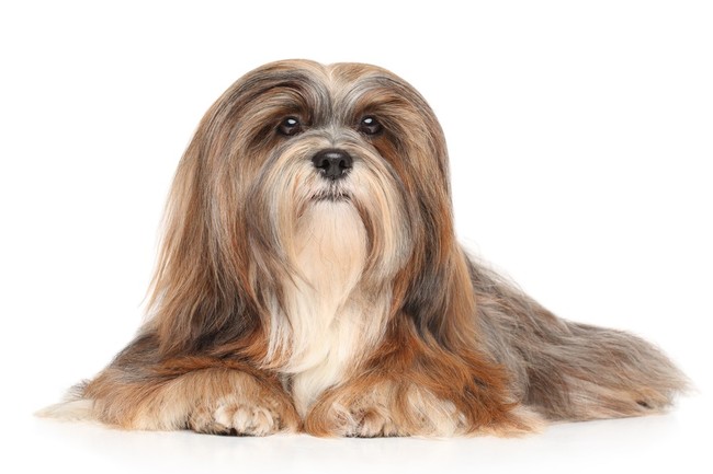 psy długowłose lhasa apso