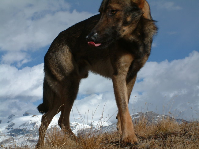 wilczaki lupo italiano