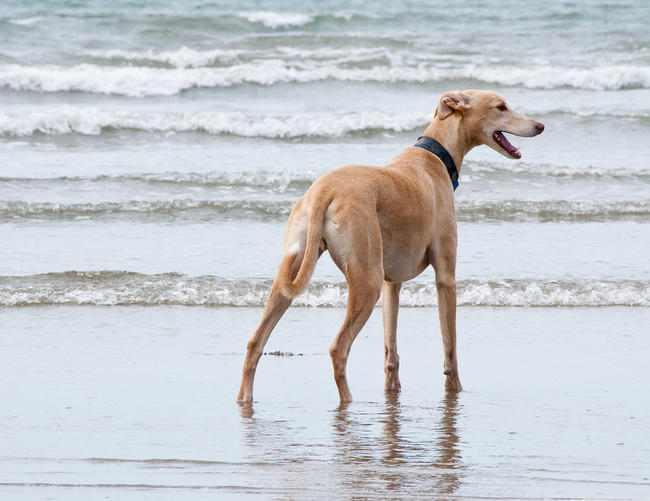 Lurcher, pies krzyżówka charta z psem pracującym