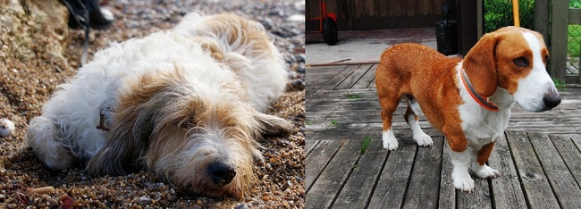 małe psy gończe - petit basset griffon vendeen i drever Rasy i anatomia psów myśliwskich małe psy gończe