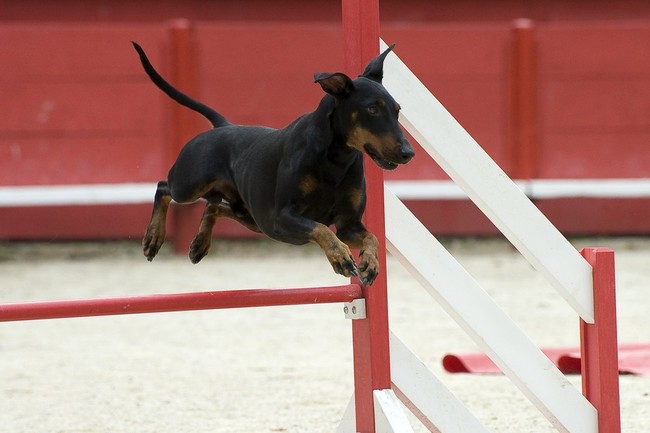 Manchester terrier na zawodach agility