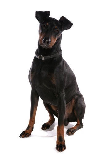 pies rasowy Manchester Terrier