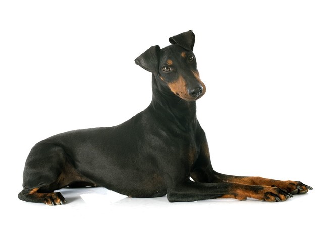 suczka Manchester Terrier