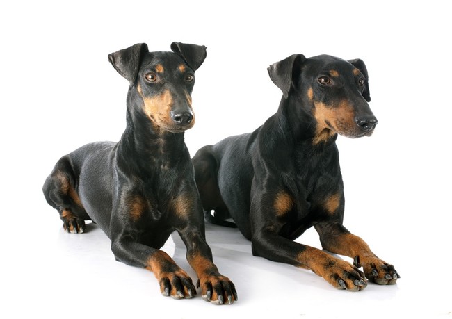 psy Manchester Terrier