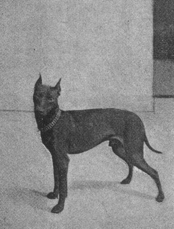 zdjęcie Manchester Teriera z 1893 roku