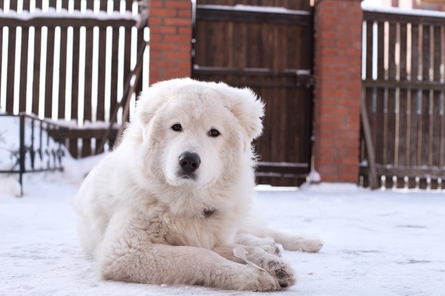 Owczarek maremma pilnujący posesji