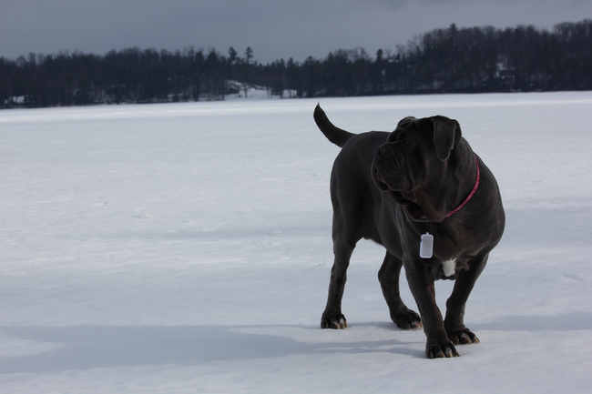 Rasa Mastif neapolitański (mastino napoletano) Rasa Mastif neapolitański (mastino napoletano)