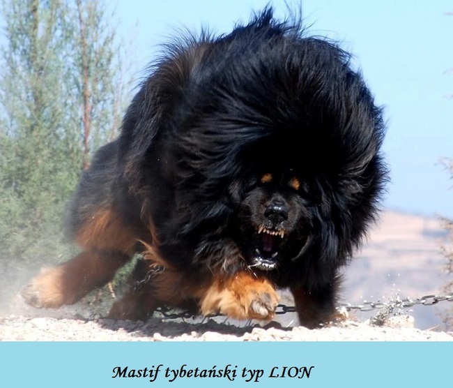 Mastif tybetański w typie LION