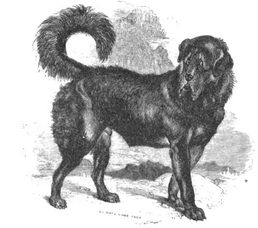 Mastif tybetański z 1854 roku