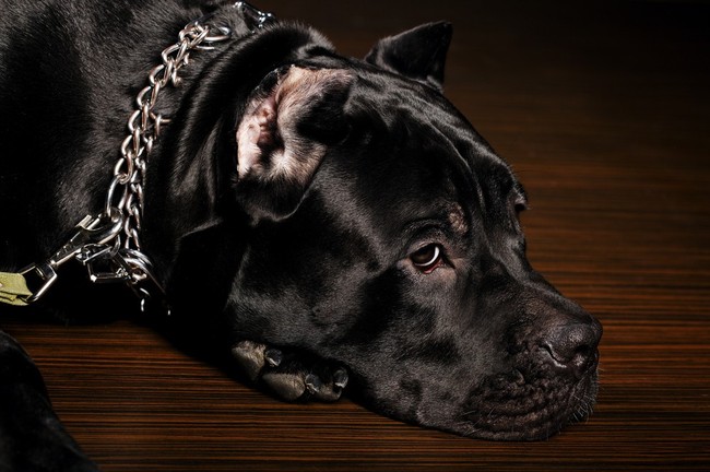 Cane corso duży pies z grupy molosowatych