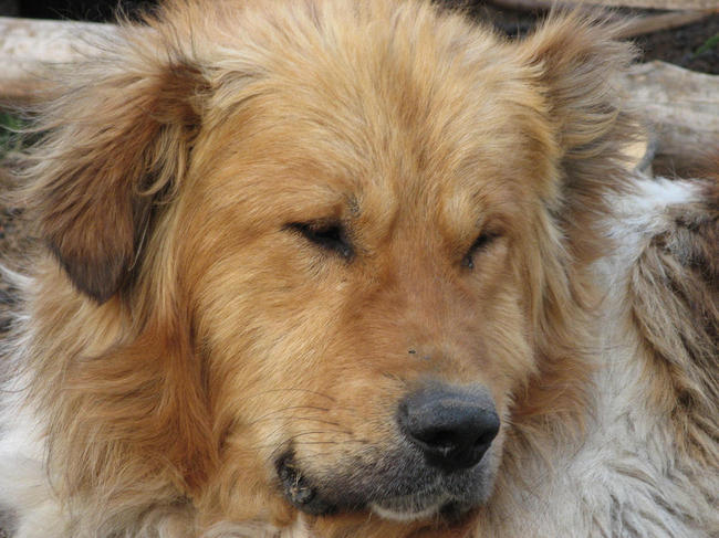 Karakahan dog rasa psów z grupy molosowatych