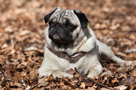 Pies Mops Pies Mops na spacerze