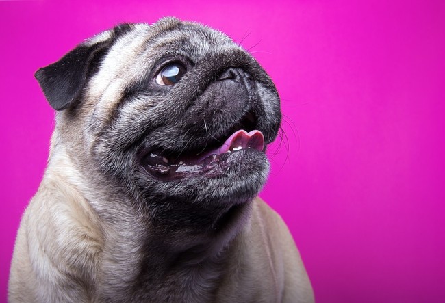 Mops, rasa psa do towarzystwa