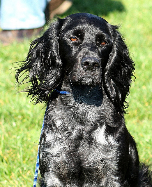 Niebieski spaniel pikardyjski Pies Niebieski spaniel pikardyjski (Blue Picardy Spaniel)