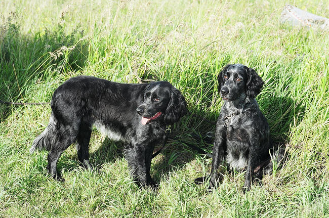 Niebieskie spaniele pikardyjskie Psy rasy Niebieski spaniel pikardyjski