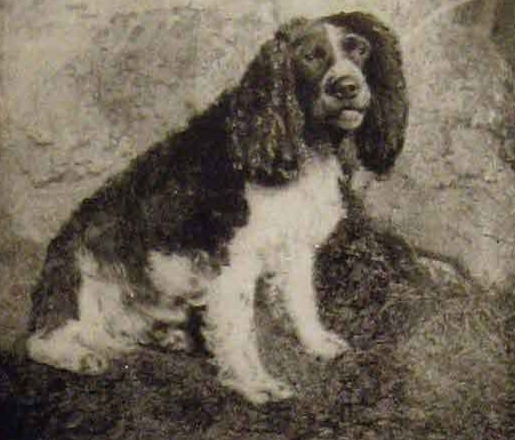 Norfolk spaniel Wymarła rasa psa Norfolk spaniel lub Shropshire spaniel