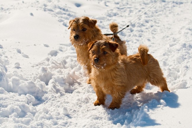 Norfolk terrier na śniegu zimą