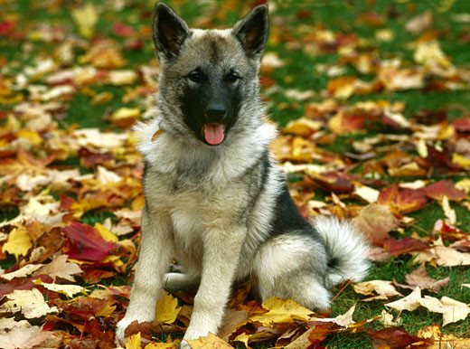 Rasa psów Norweski elkhund szary