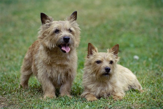 norwich terrier pies na szczury