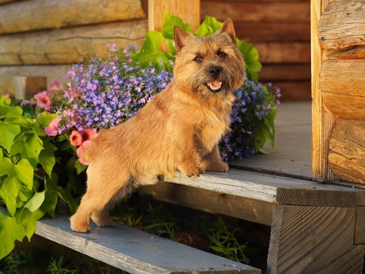 Norwich terrier podczas spaceru na trawie