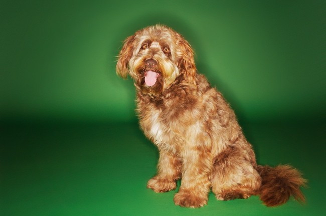 Pies Otterhound Pies na literę O Otterhound
