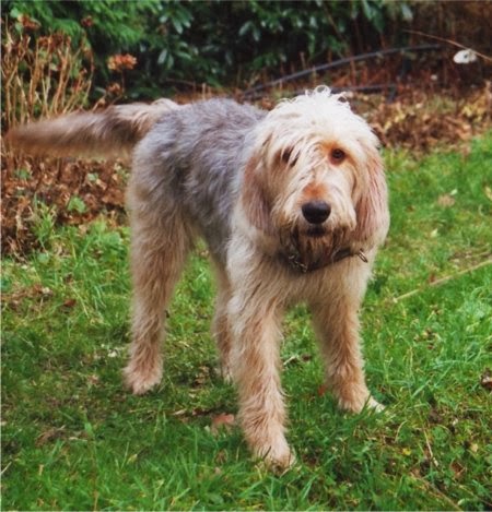 pies gończy otterhound