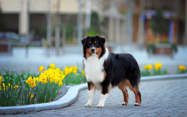 Owczarki australijskie AUSSIE