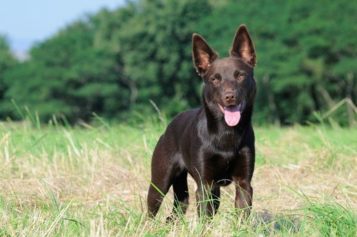 Owczarek australijski kelpie Owczarek australijska kelpie