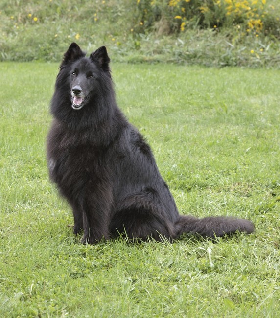Pies rasy Groenendael