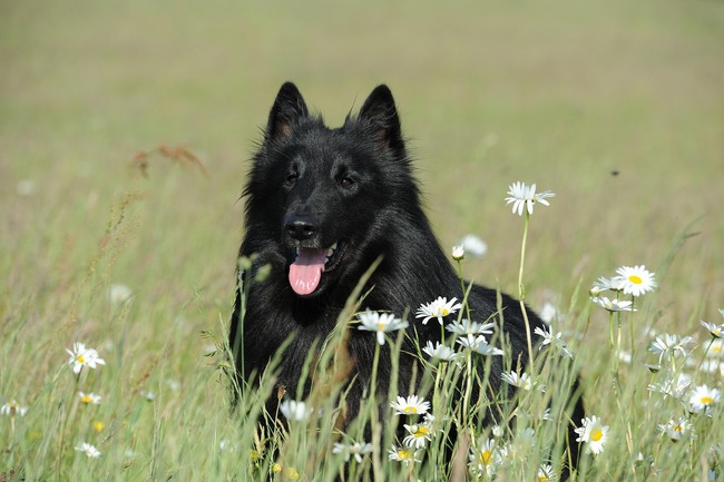owczarek belgijski Groenendael