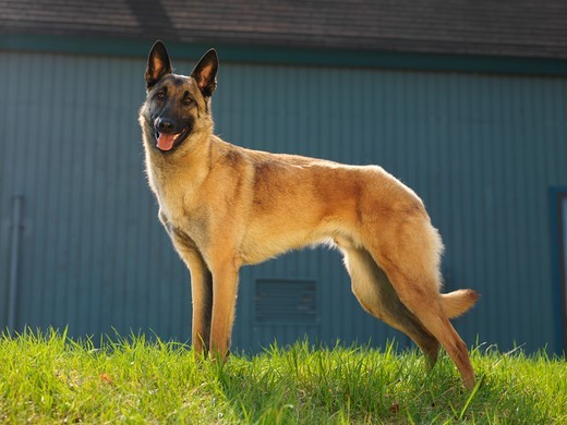 Reproduktor owczarka belgijskiego malinois