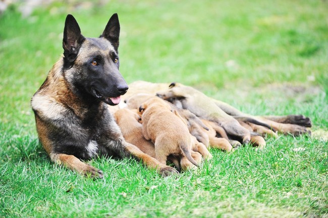 Suka owczarka belgijskiego malinois ze szczeniakami